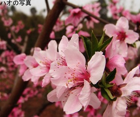 hana in Longquan