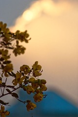 秋