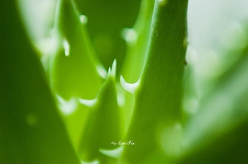 DSC_4446s