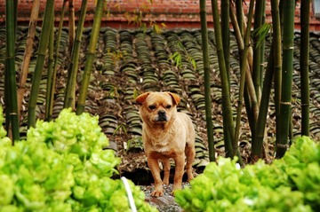 中华田园犬