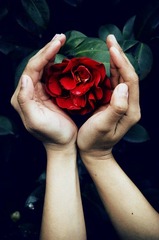 花在何处，花非花