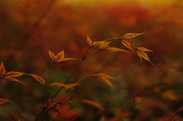 小景