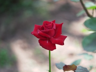 579