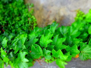 DSC00947_副本.jpg