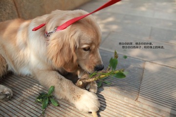 IMG_2958_副本.jpg