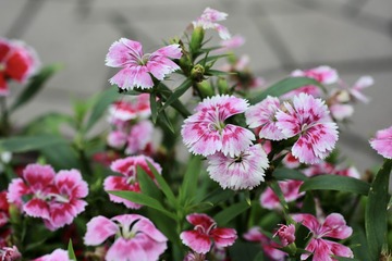 DD81E32D-ED55-4539-9A46-8C7CB103CC9D/L0/001