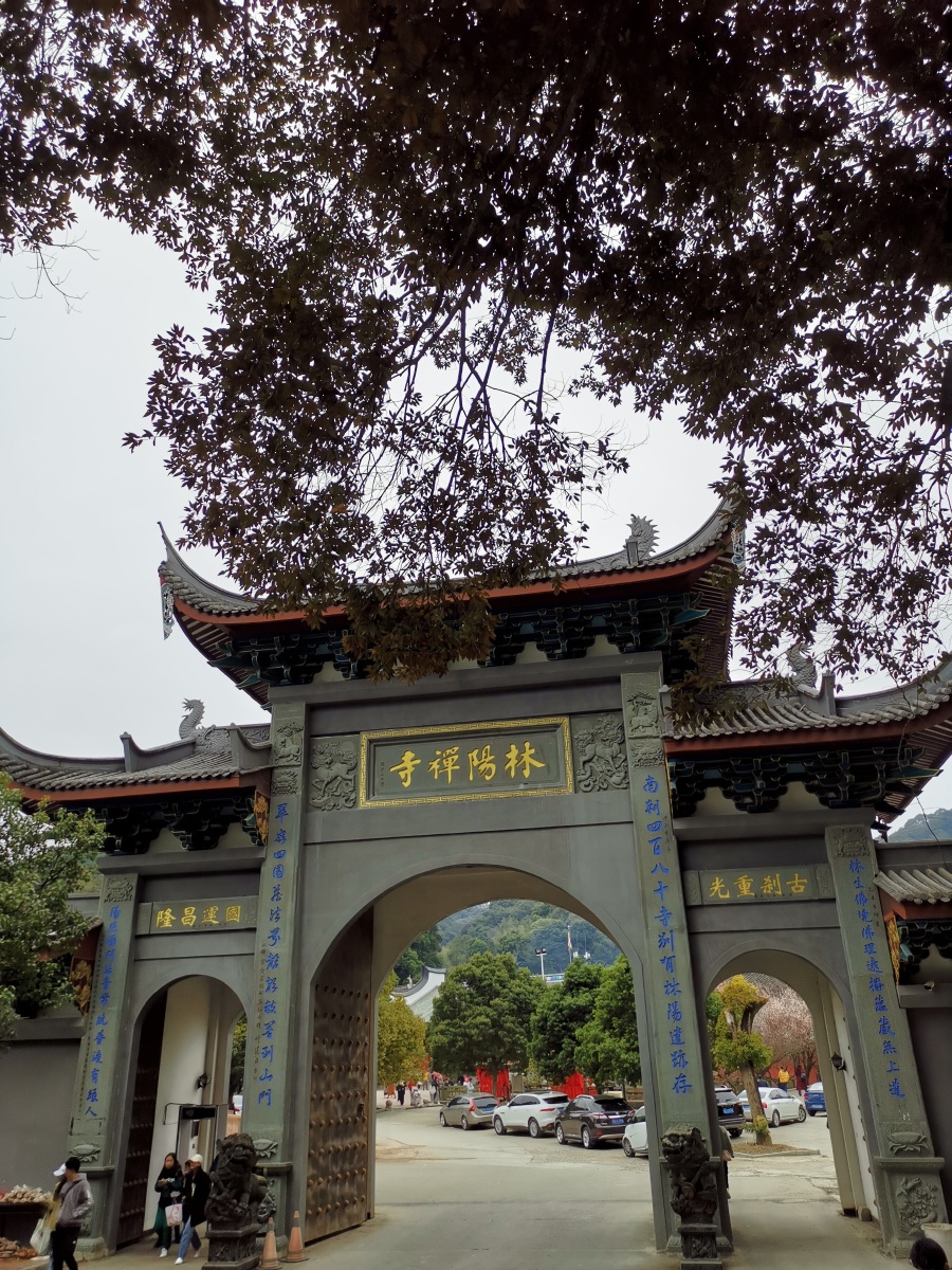 林阳禅寺的早樱花开