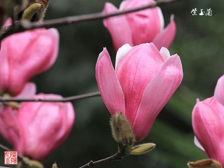 IMG_1554_副本.jpg
