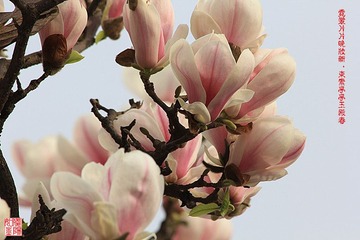IMG_1575_副本.jpg