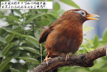 打鸟