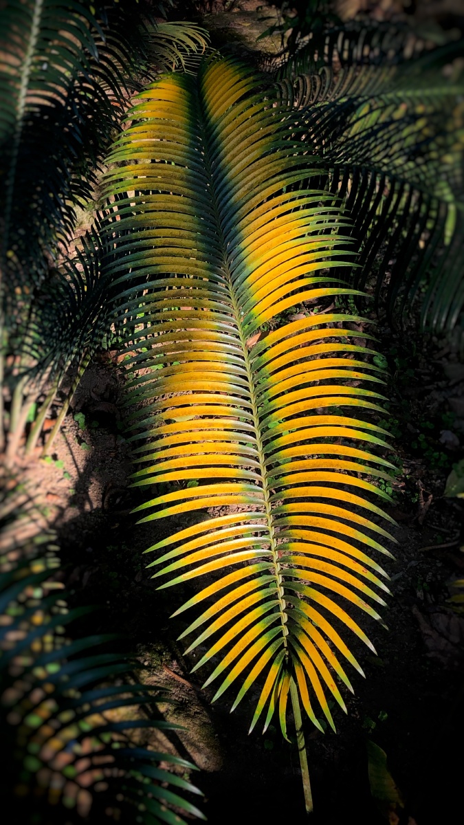 位于深圳仙湖植物园内的国家苏铁种质资源保护中心,有苏铁类植物共计3