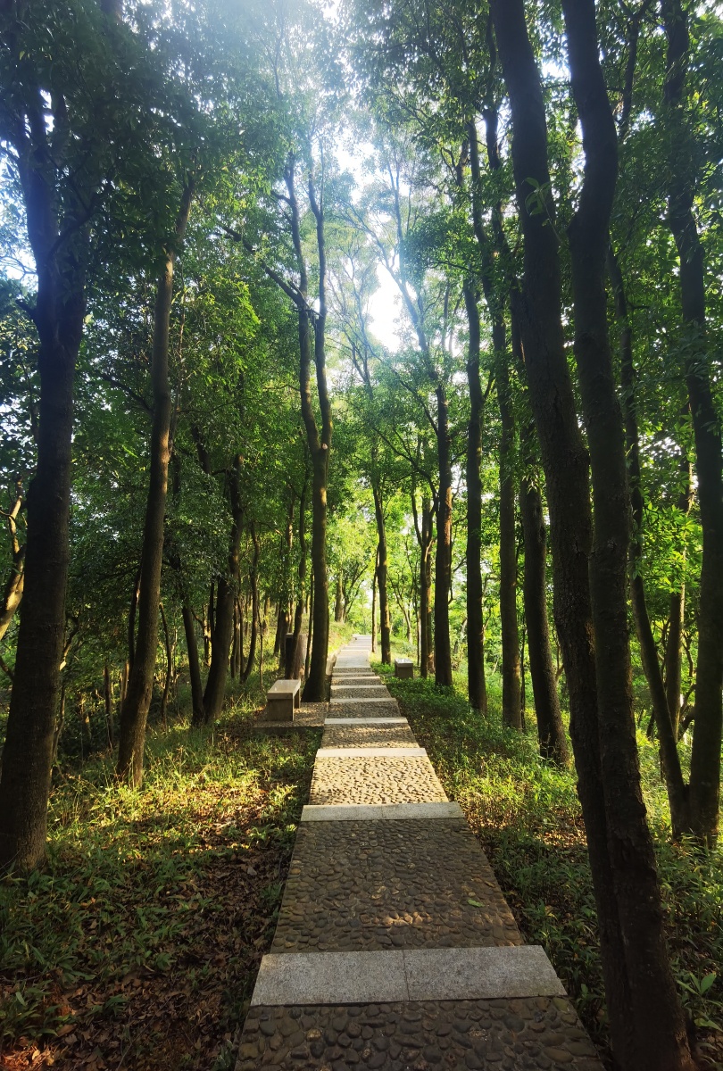 银湖山郊野径位于深圳市中心最近的一片原始生态林银湖山郊野公园里本