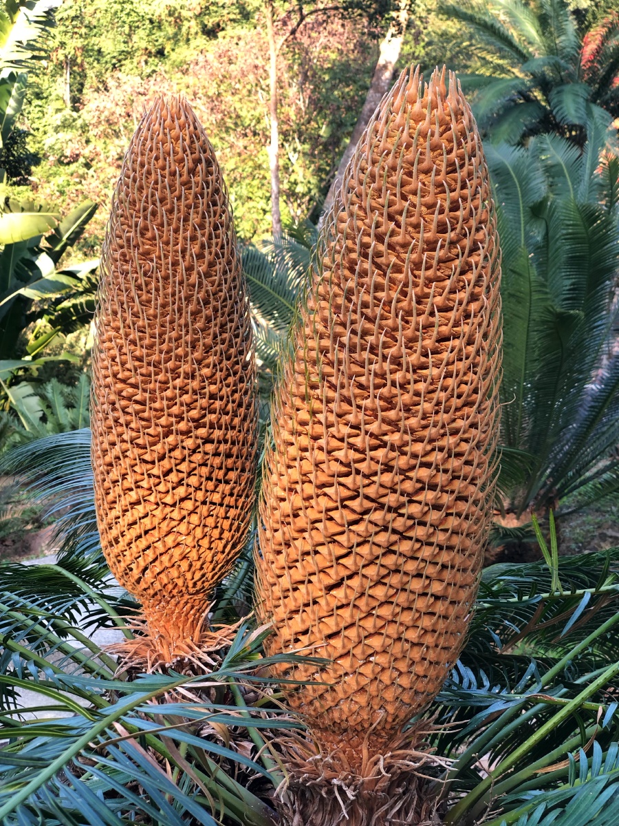 位于深圳仙湖植物园内的国家苏铁种质资源保护中心,有苏铁类植物共计3