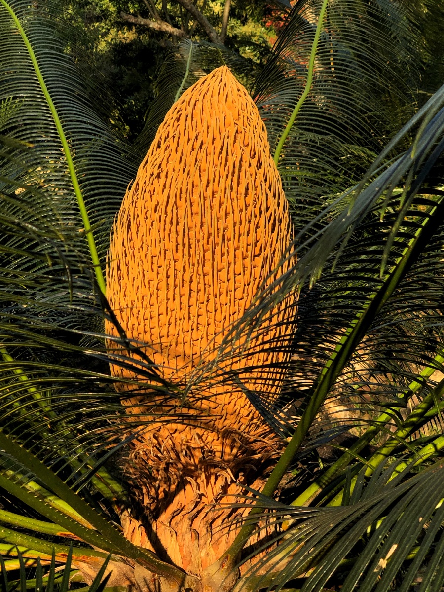 位于深圳仙湖植物园内的国家苏铁种质资源保护中心,有苏铁类植物共计3