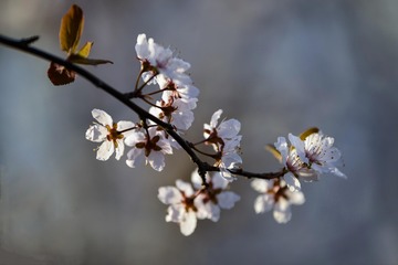_DSC1630.jpg副