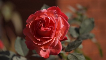 _ZYF0955.jpg