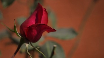 _ZYF0959.jpg