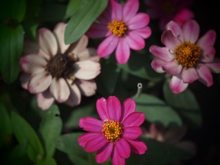P5295843.JPG