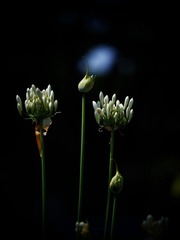 P5295844 fz.jpg