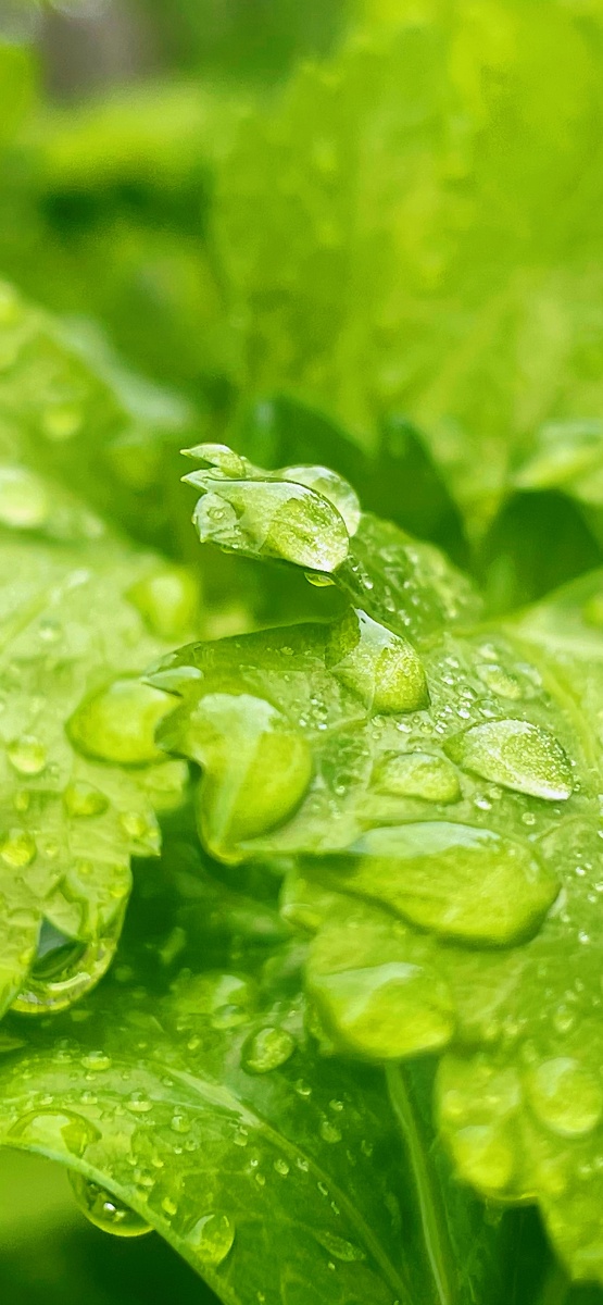 绿色植物护眼壁纸系列 - 听风解语 - 图虫