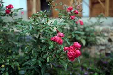 IMG_6090_