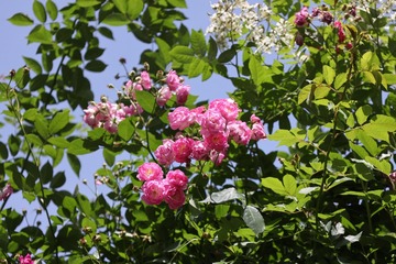 52D09511-0259-4DBF-9AD7-A792027DDB75/L0/001