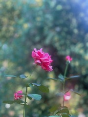 C2841CD2-0316-4D97-AD7A-F7C13EE1ED7E/L0/001