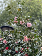 A307435B-73B7-4176-8D38-363939C24D64/L0/001