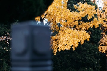 550F73E2-2745-404F-89D4-3D9DCFE57B21/L0/001