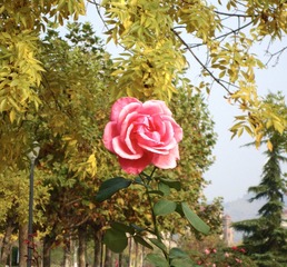 A725E951-62EE-4D66-9110-6C987A4CF26D/L0/001