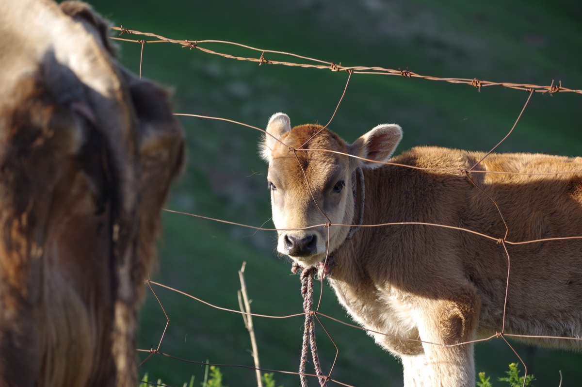 草原上的初生牛犊