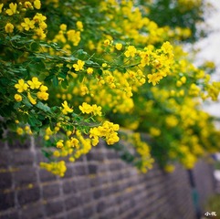 小花