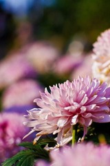 秋·菊