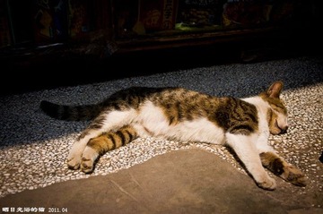 幸福的猫