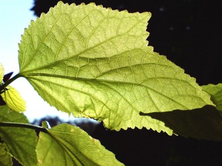 DSC00024.JPG