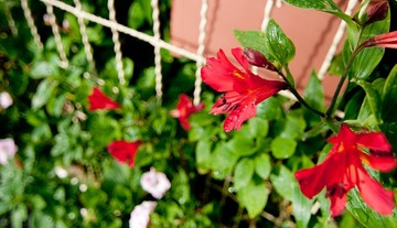 _DSC0204.jpg