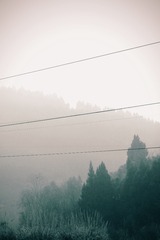 276823