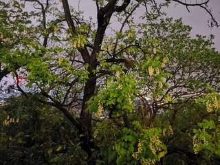 3490774