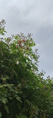 1000504445