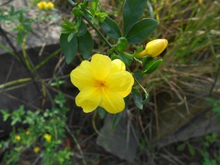 DSCN1264.JPG