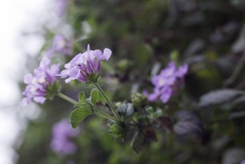 _IGP8179.jpg