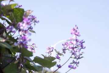 _IGP8439.jpg