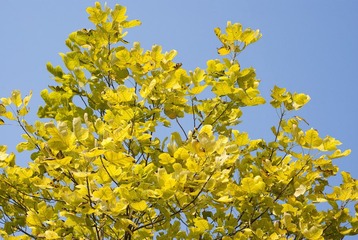 _IGP8506.jpg