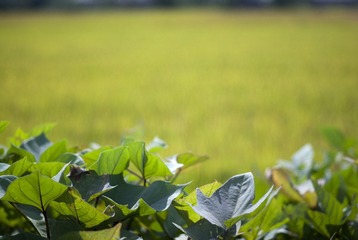 _IGP8590.jpg