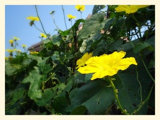 IMG_20131004_112125_1