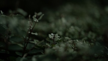 4A0EC541-F65A-4C6A-92D9-4F298CF32BD2/L0/001