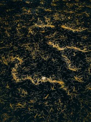 1000051447