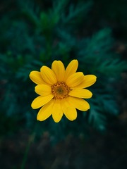 1000046173