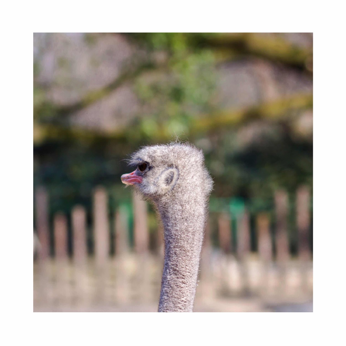 我有一对毛耳朵