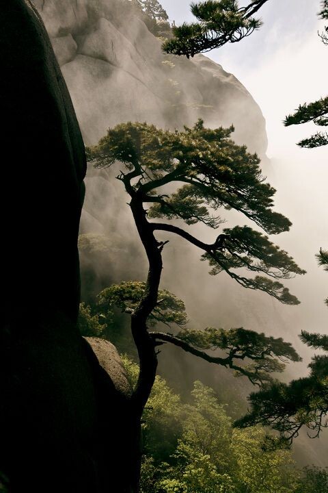黄山松柏<br />
